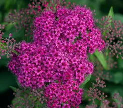 Rote Sommerspiere 'Anthony Waterer'