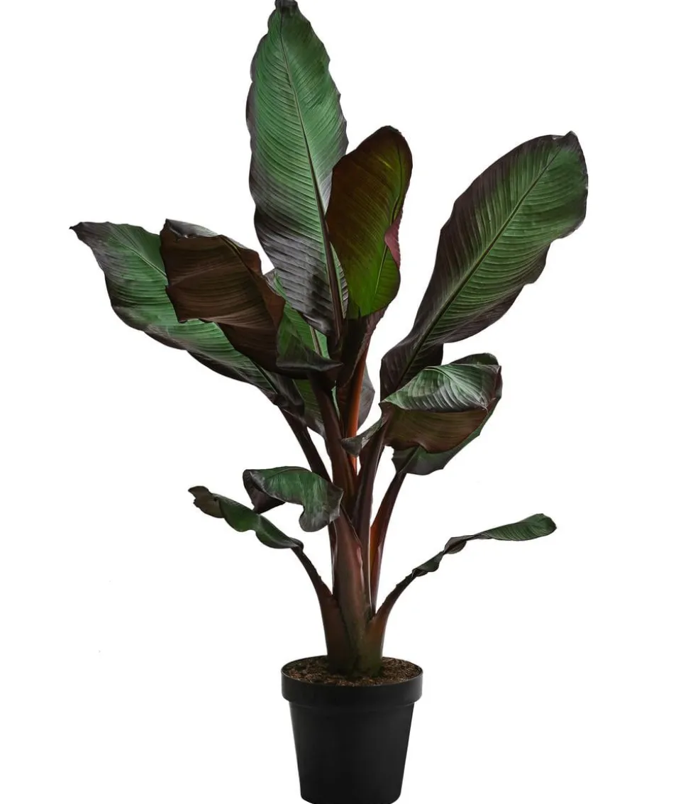 Rote Zierbanane 'Maurelii'