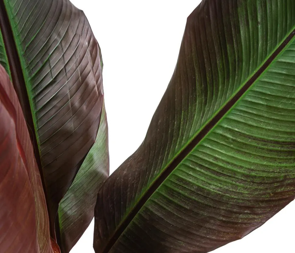 Rote Zierbanane 'Maurelii'