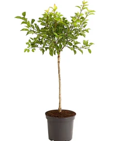 Rotfleischige Aprikose 'Violet'