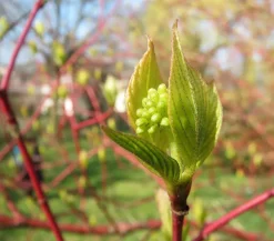 Rotholziger Hartriegel 'Sibirica'