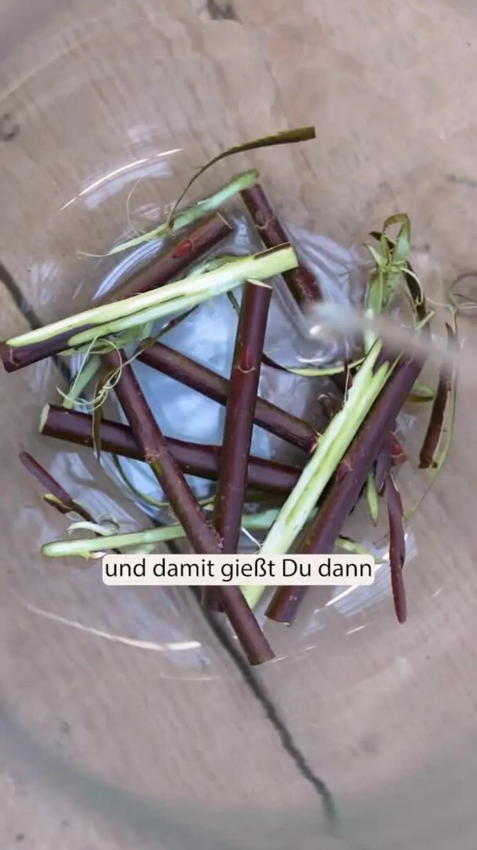 Rotkätzchen-Weide, Busch