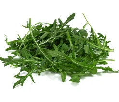 Rucola, 12er Schale