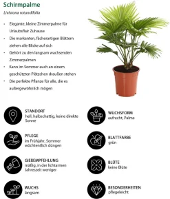 Rundblättrige Schirmpalme - Livistona rotundifolia