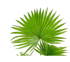 Rundblättrige Schirmpalme - Livistona rotundifolia