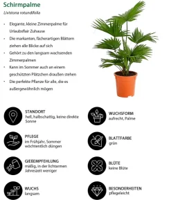 Rundblättrige Schirmpalme - Livistona rotundifolia