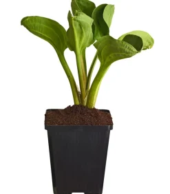 Rundblättriger Froschlöffel