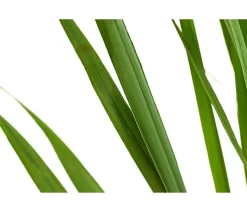 Rutenhirse 'Northwind'