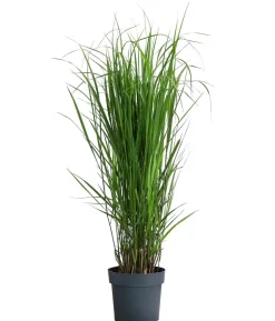 Rutenhirse 'Northwind'