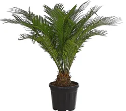Sagopalmfarn - Cycas revoluta