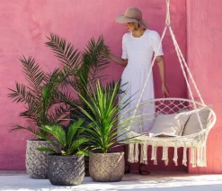 Sagopalmfarn - Cycas revoluta