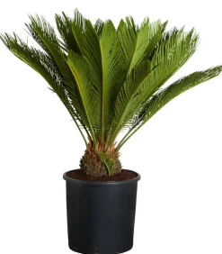 Sagopalmfarn - Cycas revoluta