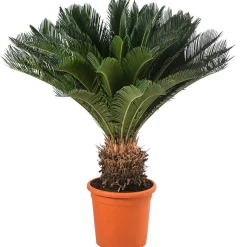 Sagopalmfarn - Cycas revoluta