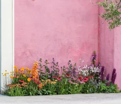 Schafgarbe, verschiedene Farben