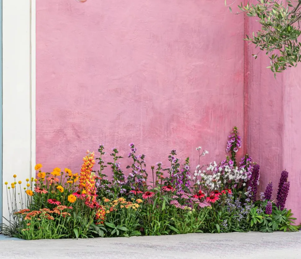 Schafgarbe, verschiedene Farben