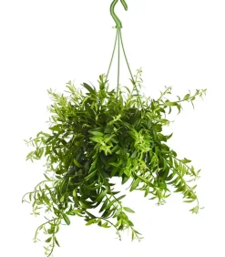 Schamblume - Aeschynanthus japhrolepis