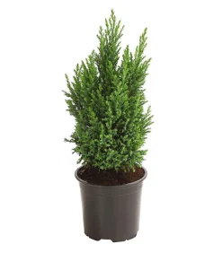 Scheinzypresse 'Ellwoodii'