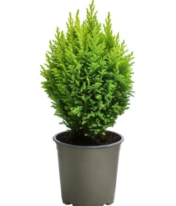 Scheinzypresse 'Ellwood's Gold'
