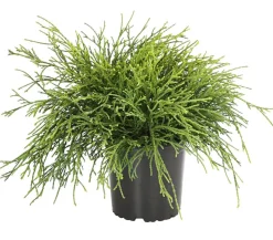 Scheinzypresse 'Filifera Sungold'
