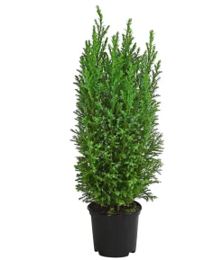 Scheinzypresse 'Ellwoodii'