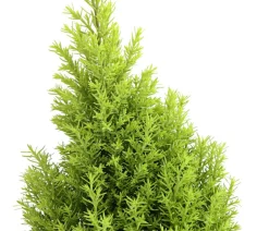 Scheinzypresse 'Ellwood's Gold'