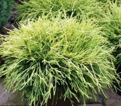 Scheinzypresse 'Filifera Sungold'