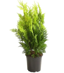 Scheinzypresse 'Ivonne'