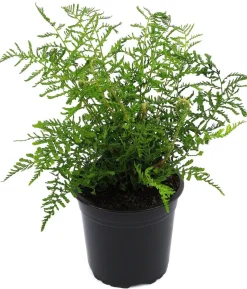Schellenbaum-Wurmfarn
