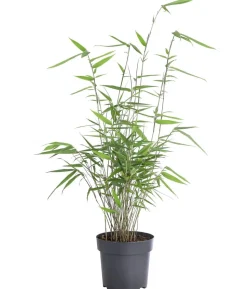 Schirmbambus 'Fargesia rufa'