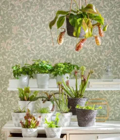 Schlauchpflanze - Sarracenia Hybride