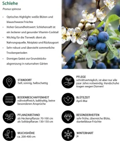 Schlehe