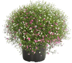 Schleierkraut-Duo