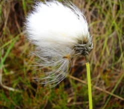 Schmalblättriges Wollgras