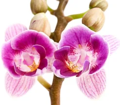 Schmetterlingsorchidee - Phalaenopsis 'Aqua Orchids®', verschiedene Farben