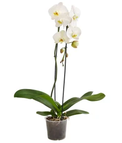 Schmetterlingsorchidee - Phalaenopsis cultivaris 'Cascade'