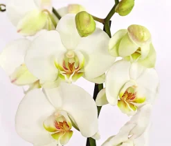 Schmetterlingsorchidee - Phalaenopsis cultivars, weiß