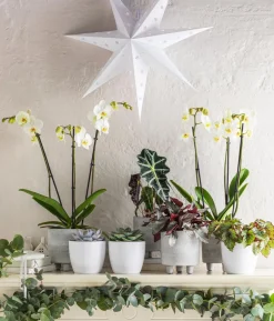 Schmetterlingsorchidee - Phalaenopsis cultivars, weiß