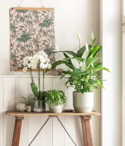 Schmetterlingsorchidee - Phalaenopsis cultivars, weiß