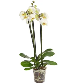 Schmetterlingsorchidee - Phalaenopsis cultivars, weiß