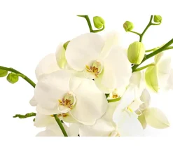 Schmetterlingsorchidee - Phalaenopsis cultivars, zweitriebig, großblütig