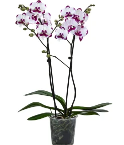 Schmetterlingsorchidee - Phalaenopsis cultivars 'King Car Dalmatian'