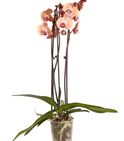 Schmetterlingsorchidee - Phalaenopsis cultivars, dreitriebig