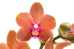 Schmetterlingsorchidee - Phalaenopsis cultivars 'Paprika'