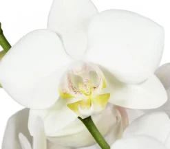 Schmetterlingsorchidee - Phalaenopsis cultivars, zweitriebig