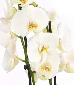 Schmetterlingsorchidee - Phalaenopsis cultivars, zweitriebig, großblütig