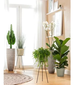 Schmetterlingsorchidee - Phalaenopsis cultivars, zweitriebig, großblütig