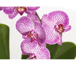 Schmetterlingsorchidee - Phalaenopsis cultivars Kascade, verschiedene Farben
