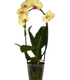 Schmetterlingsorchidee - Phalaenopsis cultivars Kascade, verschiedene Farben