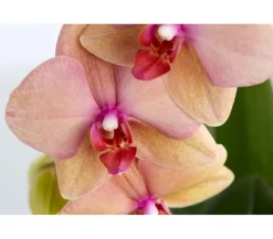 Schmetterlingsorchidee - Phalaenopsis cultivars Kascade, verschiedene Farben