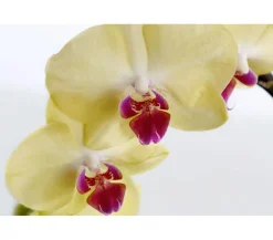 Schmetterlingsorchidee - Phalaenopsis cultivars Kascade, verschiedene Farben